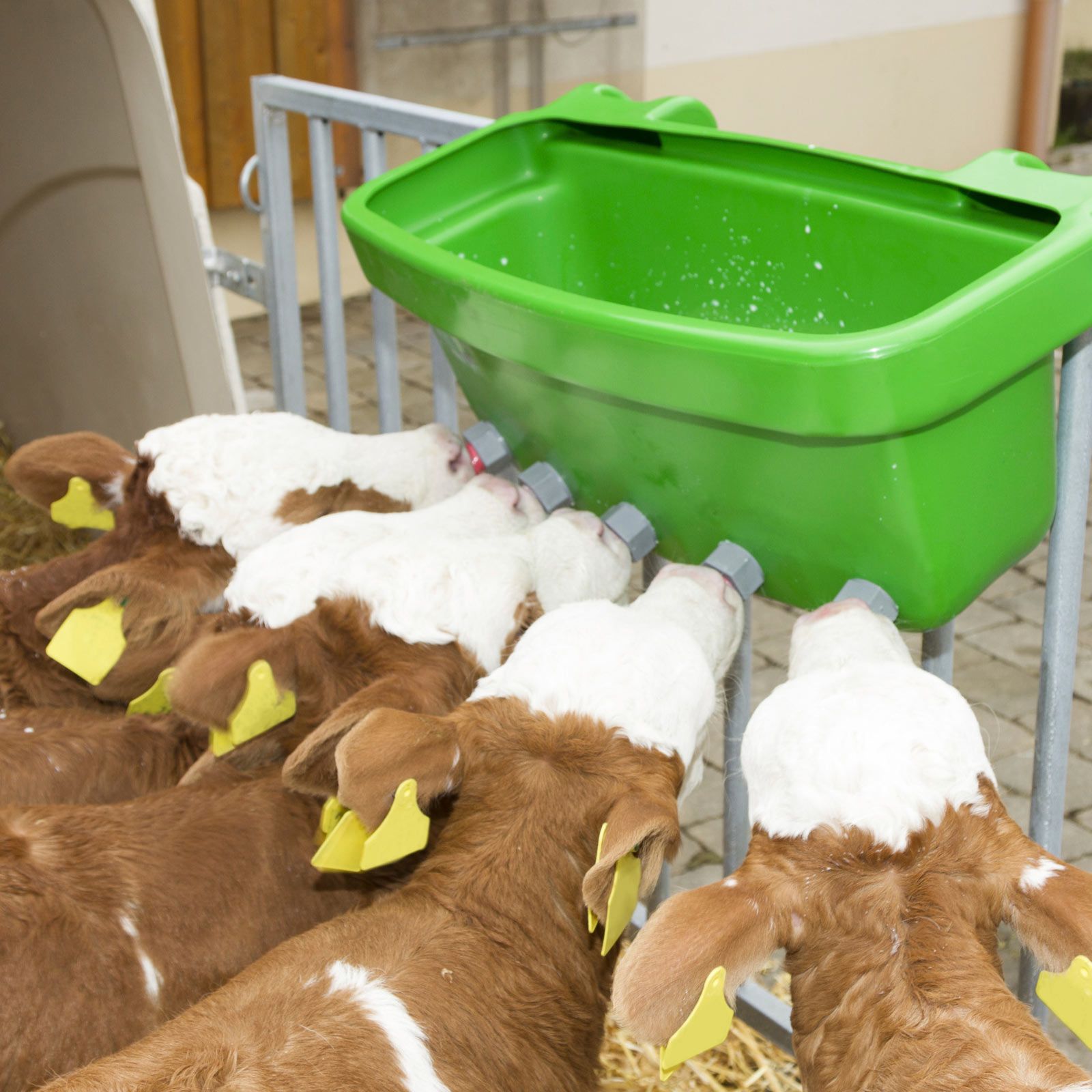 Abbeveratoio per vitelli Multi Feeder con 5 tettarelle in lattice, in uso, in scuderia