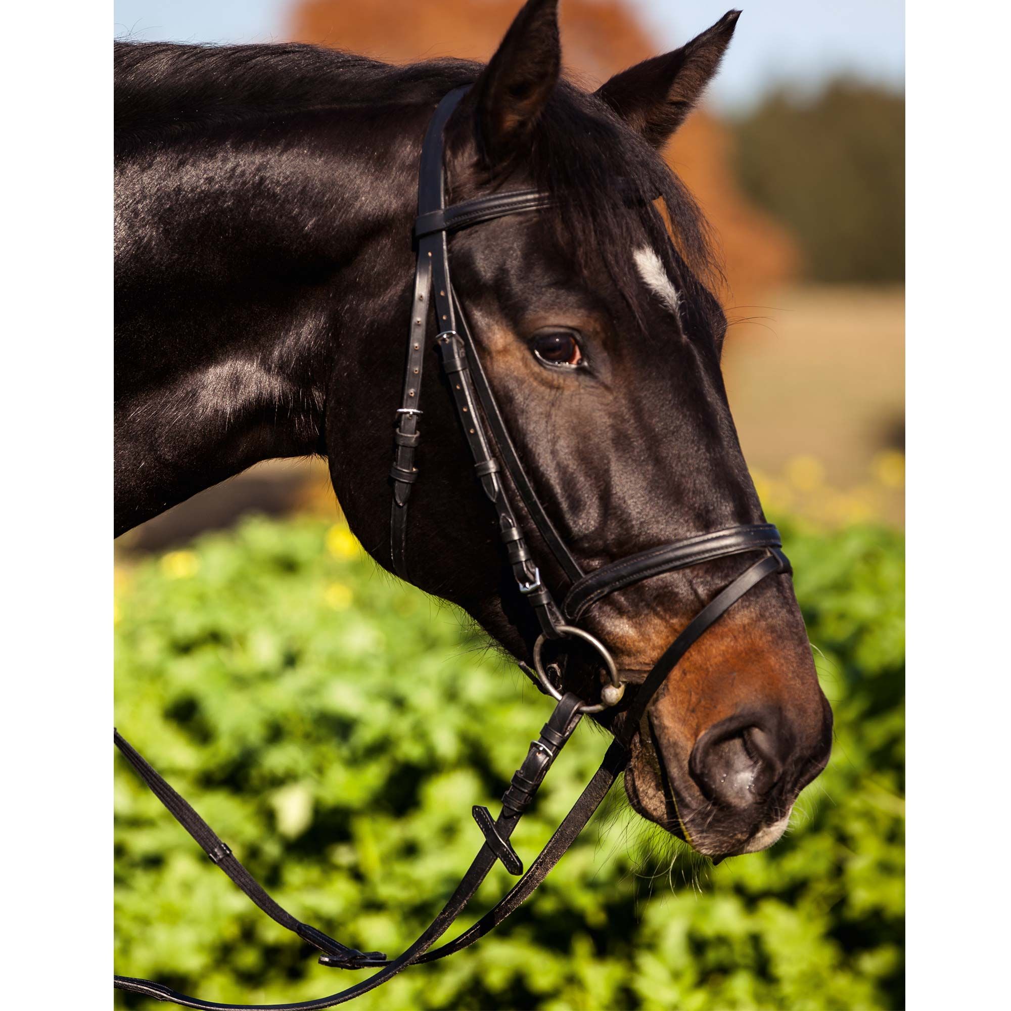 Covalliero Trensenzaum Standard Leder mit Sperrriemen, handgenäht, braun, Pony