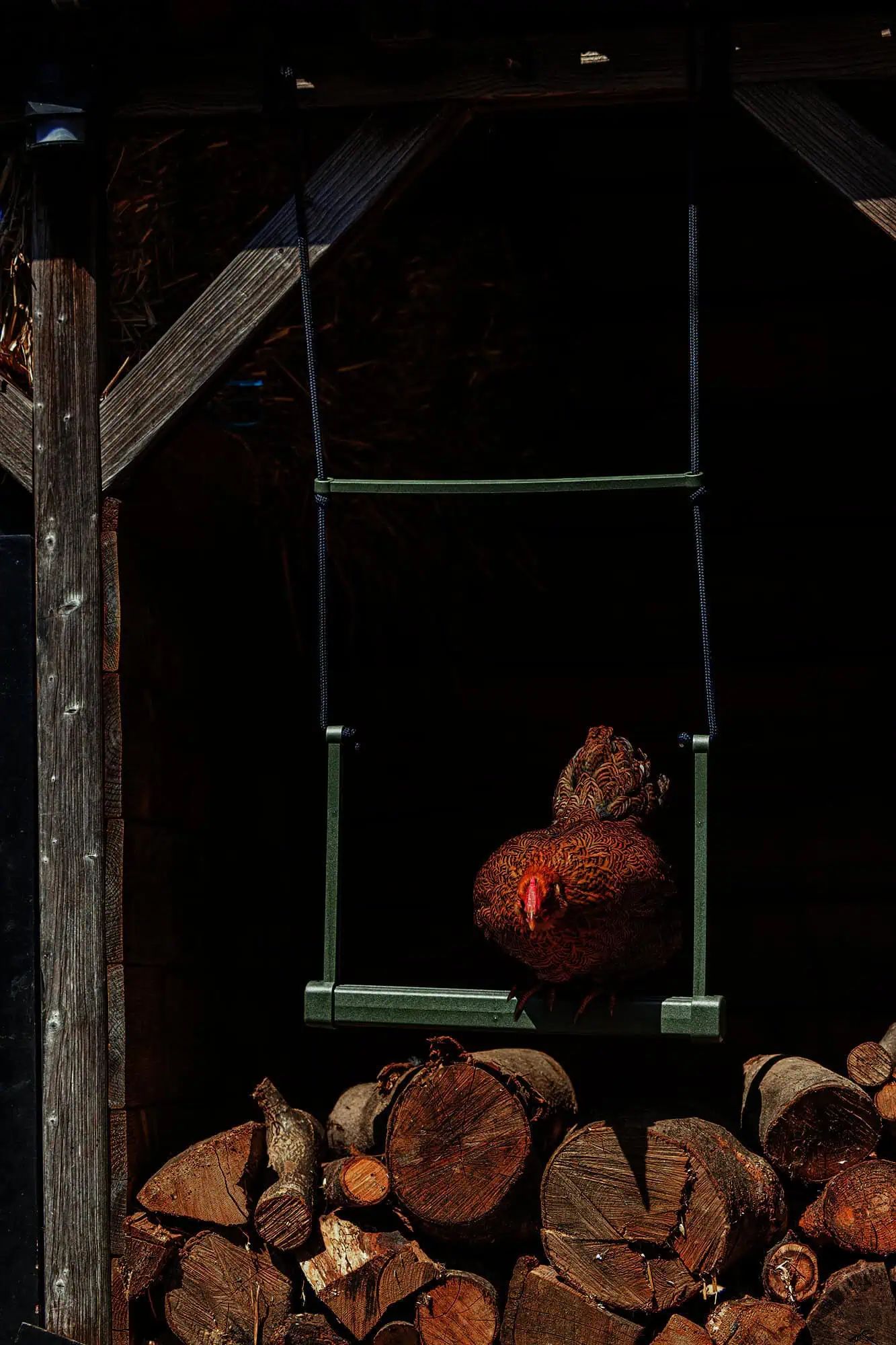 Beeztees Chicken Swing, in use, in the stable