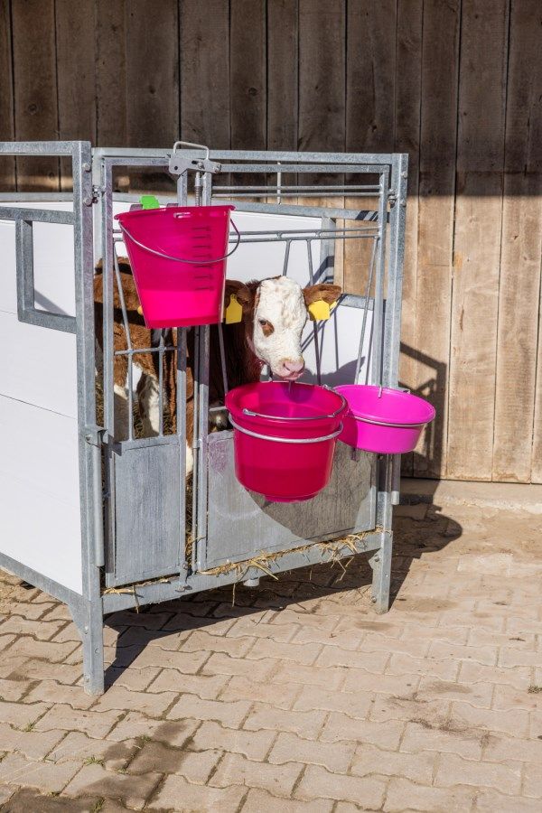 cow, calf, calves, livestock, buckets