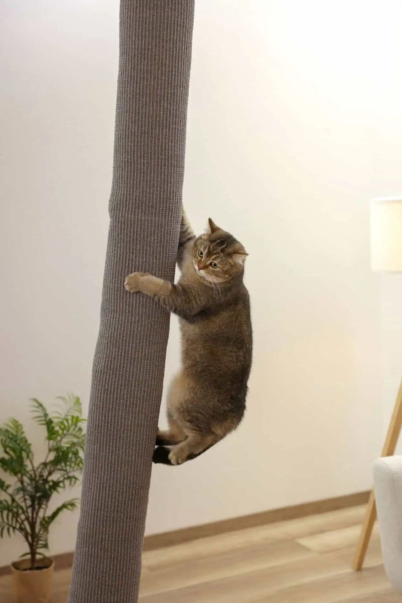 Kerbl Pet Climber mászózsák macskáknak, mennyezeti, 240 cm, használat közben, lakótérben