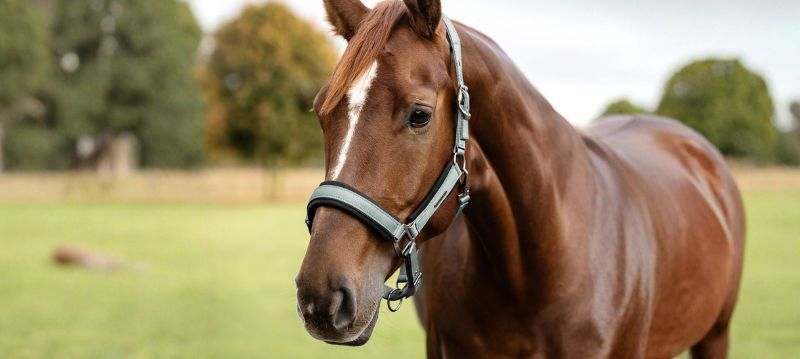 Waldhausen Grimma och Grimskaft