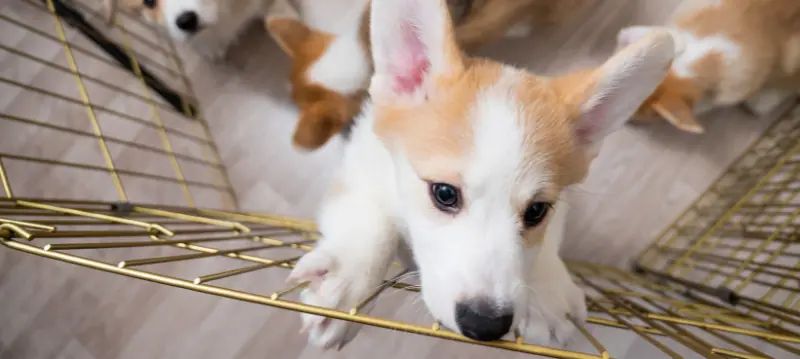 Box per cani