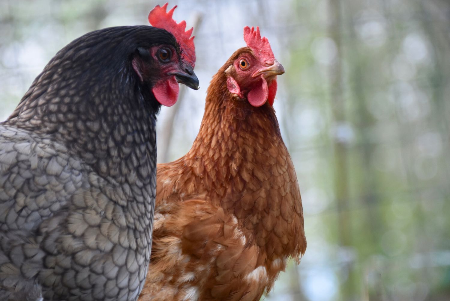 Köp råttgift och musgift hos oss på Agrarzone