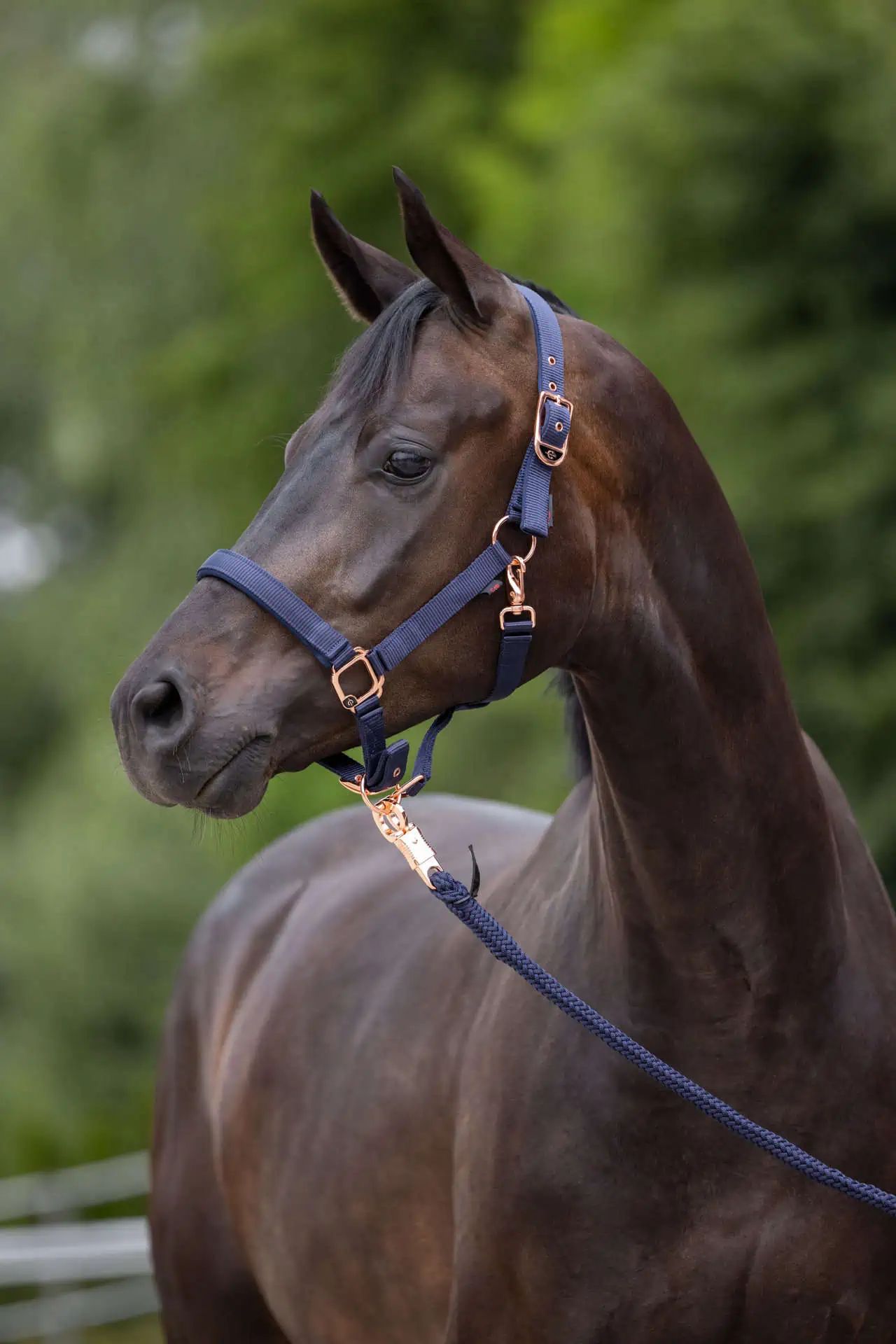 Covalliero Halfter Classy, elegantes Weidehalfter mit Polsterung, marineblau, Größe Pony