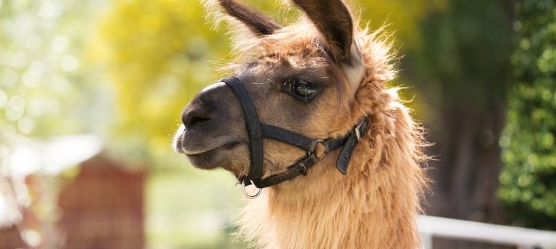 Alpaca Halter
