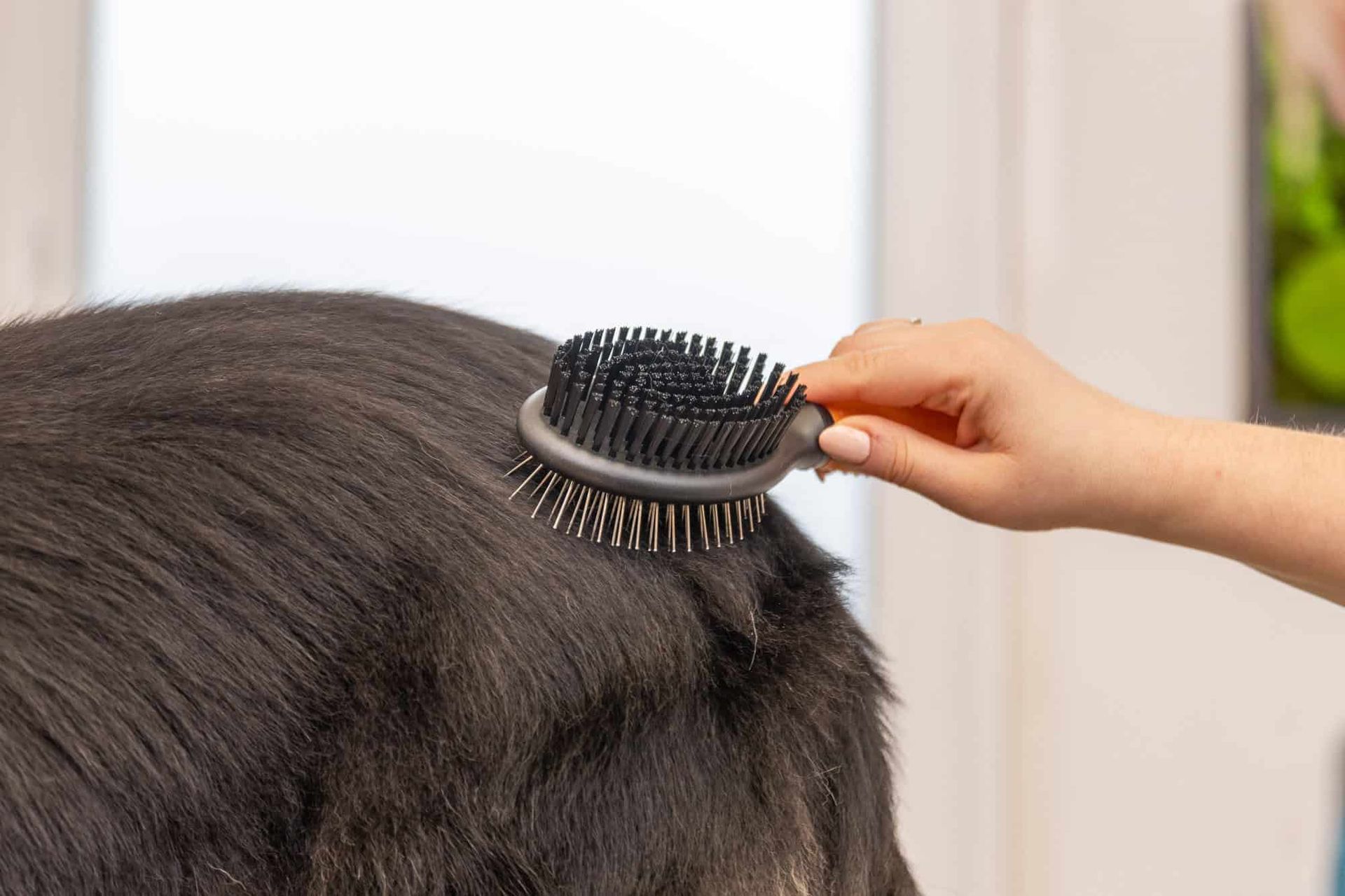 Wahl spazzola per cani a doppia faccia, design 2 in 1, arancione, in uso