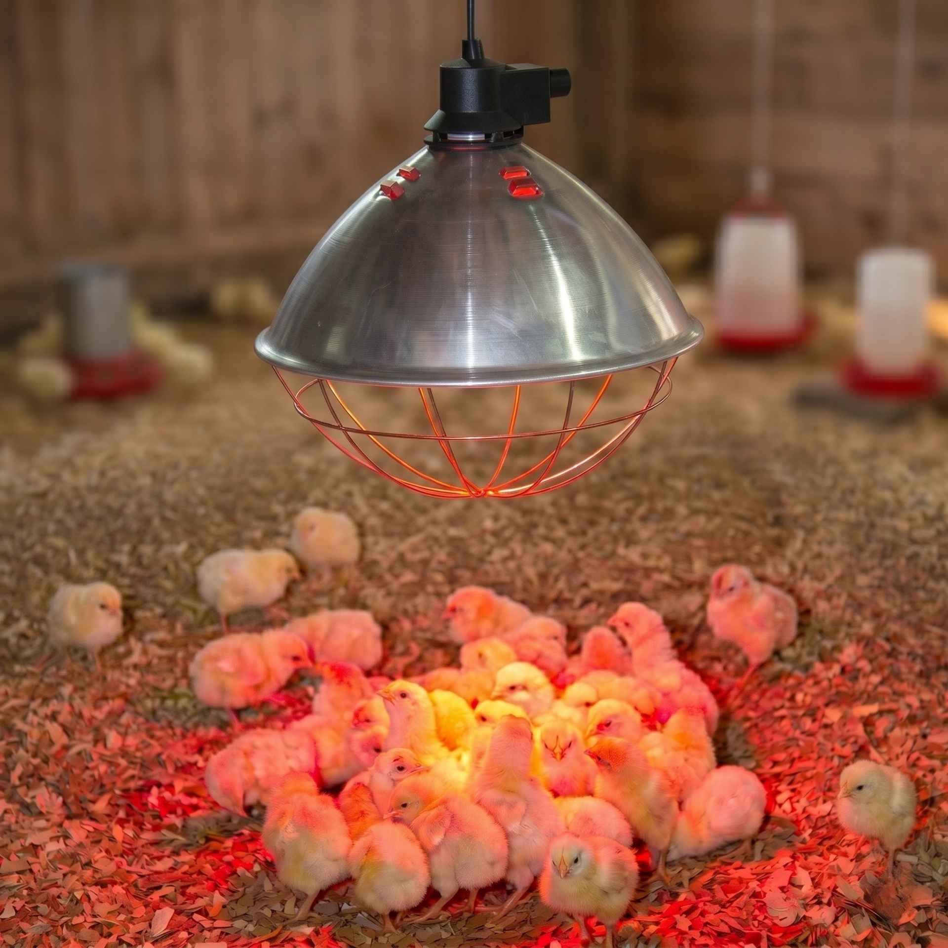 Brut?, Küken, Brutkasten, Kuppellampe, Rotlicht