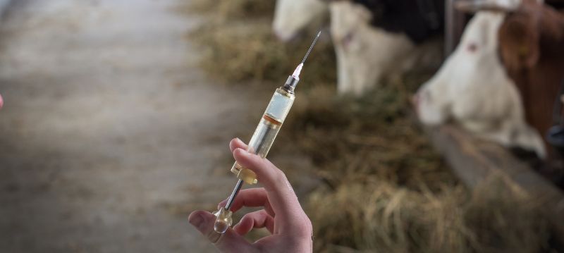 Veterinärbedarf Rinder