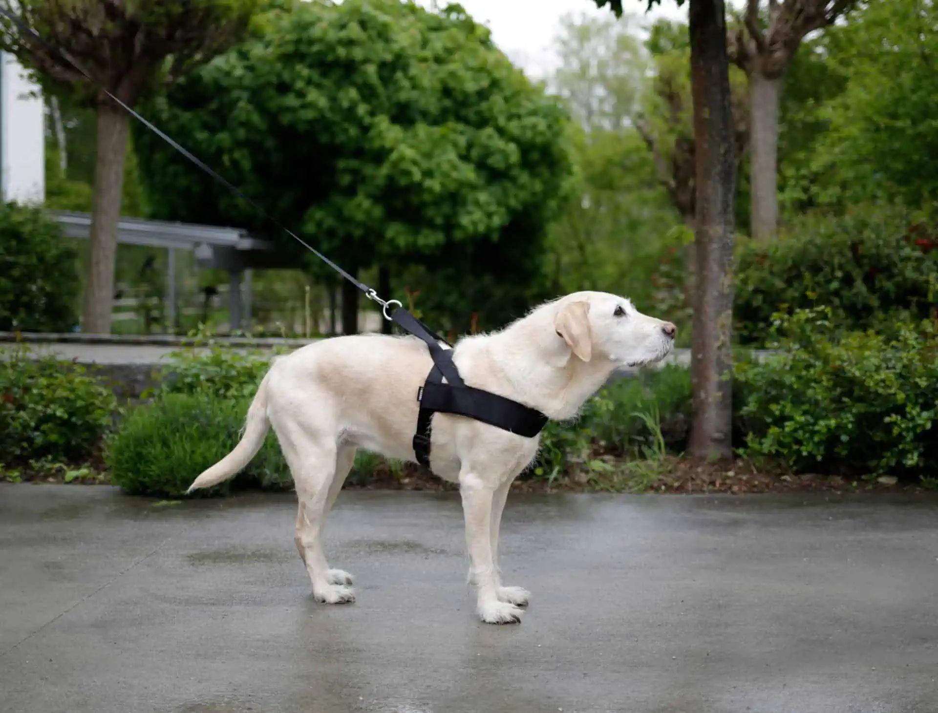 Kerbl Miami PLUS Dog Harness, Durable with Clip Buckle, in use