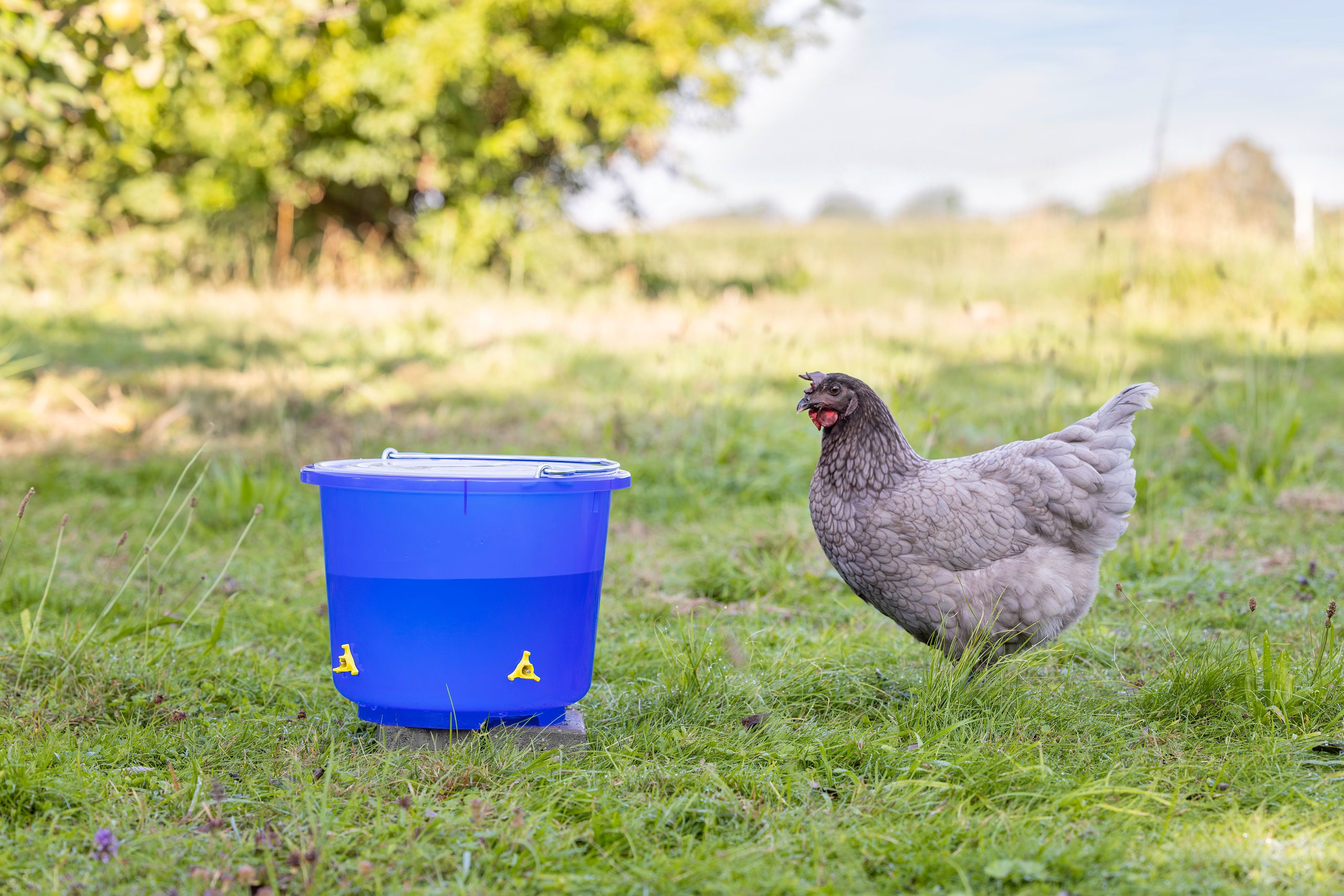 Huhn, Henne, blauer Eimer, Draußen, Gras