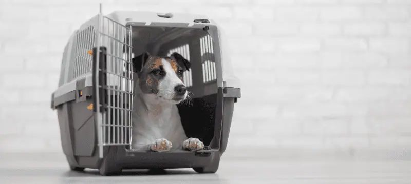 Hundtransport