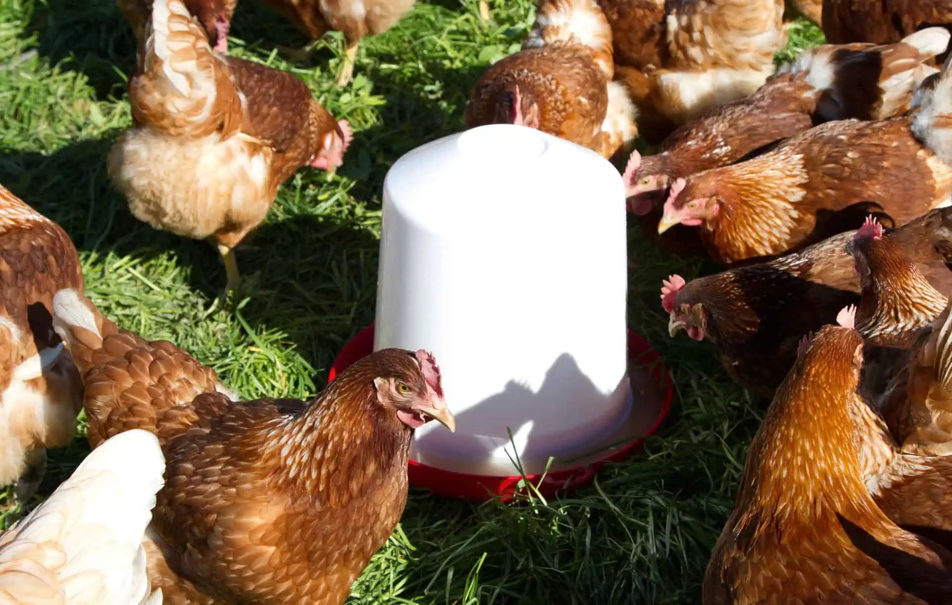 Novital Abreuvoir en plastique pour poussins et poules, 10 litres