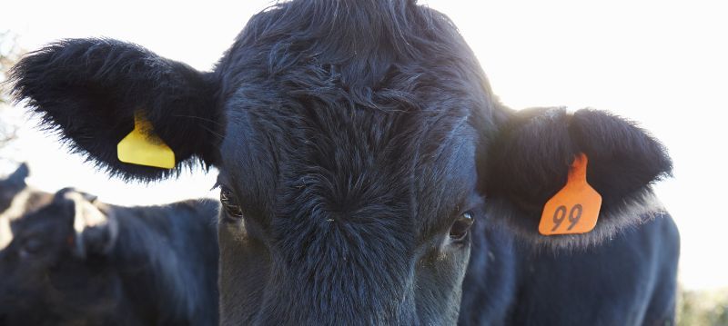 Marcatura dei bovini