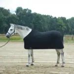 Weisses Pferd mit dunkler Abschwitzdecke steht auf einem Sandplatz vor Baeumen