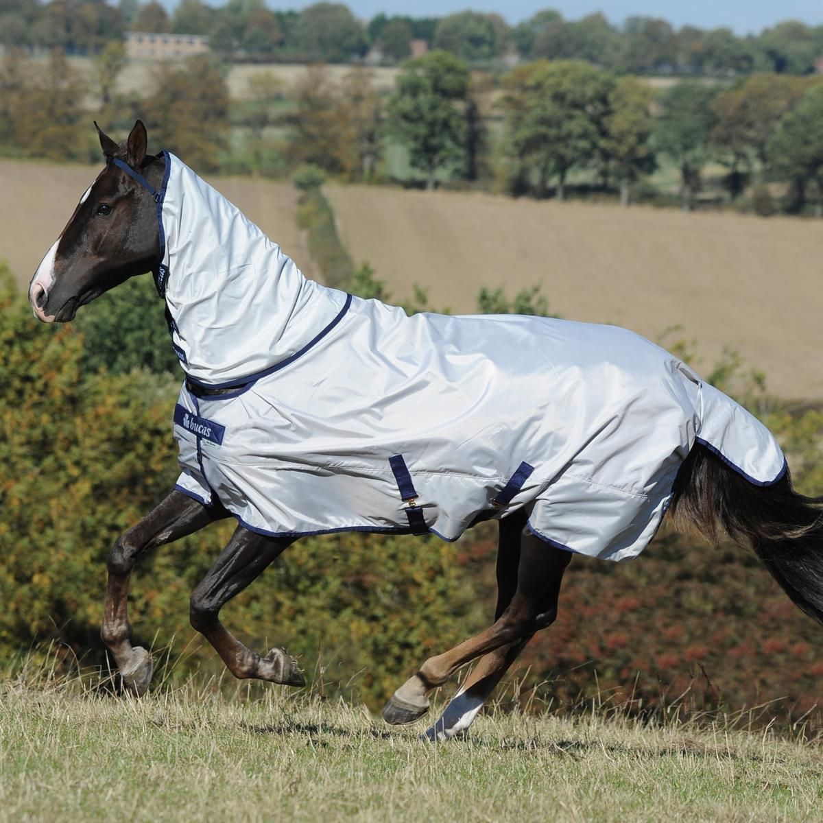 Bucas coperta cavallo Sun-Shower, in uso