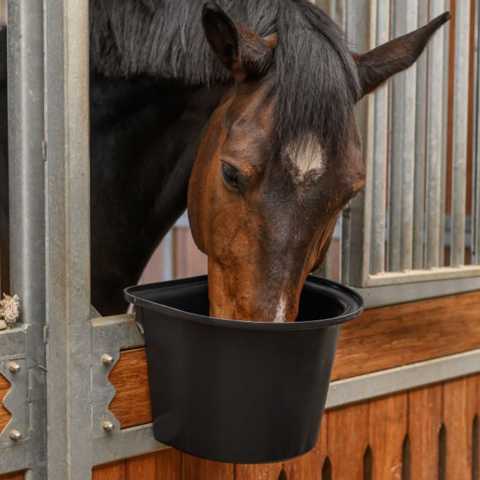 pferd, schwarz-braun, futtereimer, stall, tier