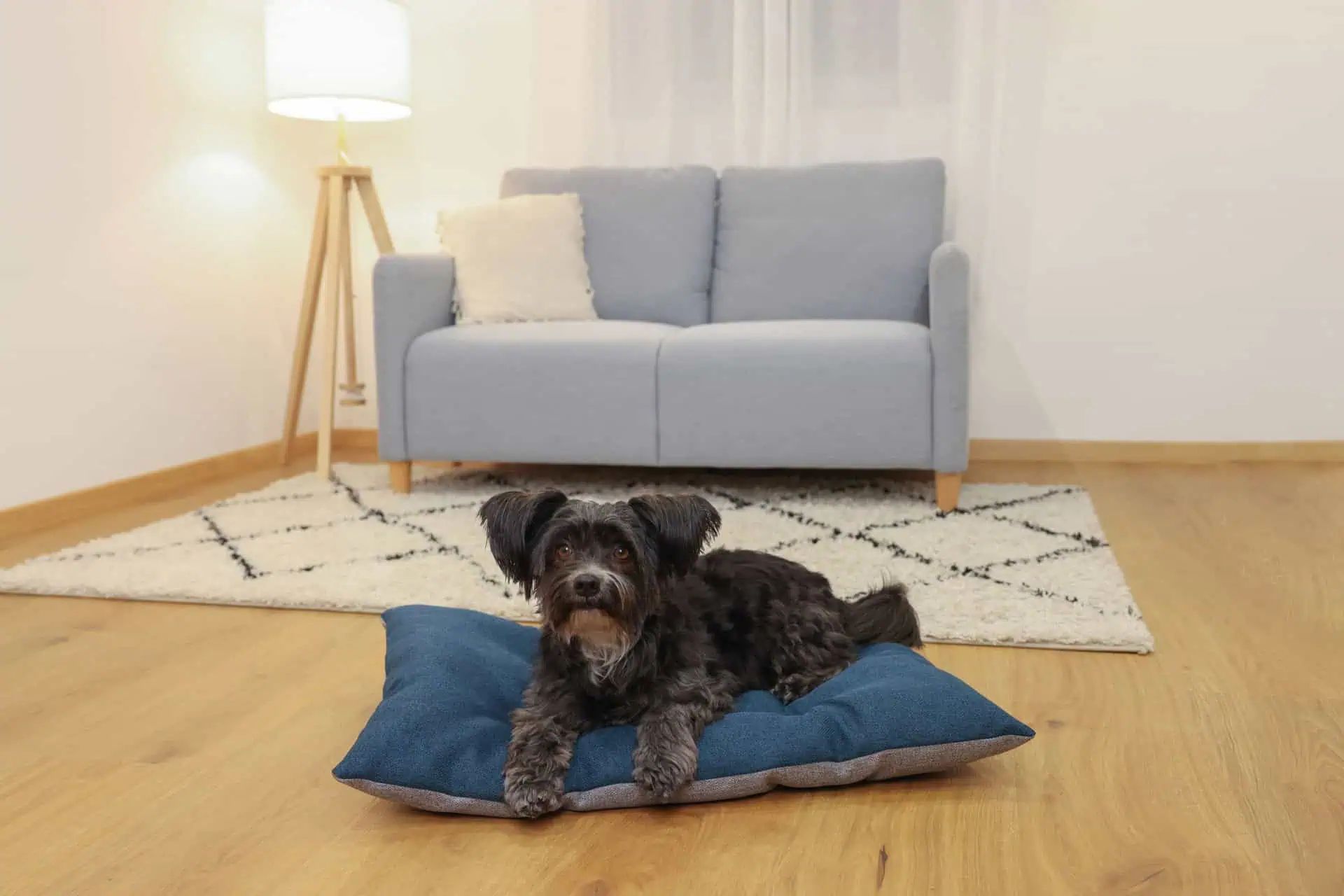 Kerbl Pet Cuscino per animali Ely, reversibile, lavabile, grigio/petrolio, in uso, in casa
