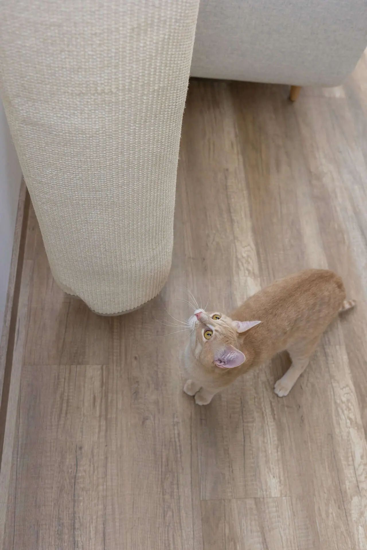 Beige and white cat stands on a wooden floor, looking up at a light-coloured sofa
