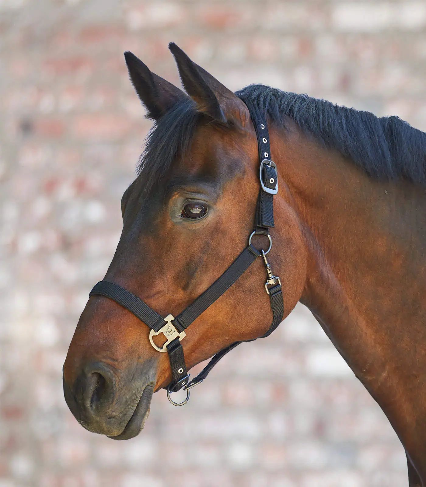Licol Gloomy Waldhausen – rembourré, réglable, nylon, noir Poney