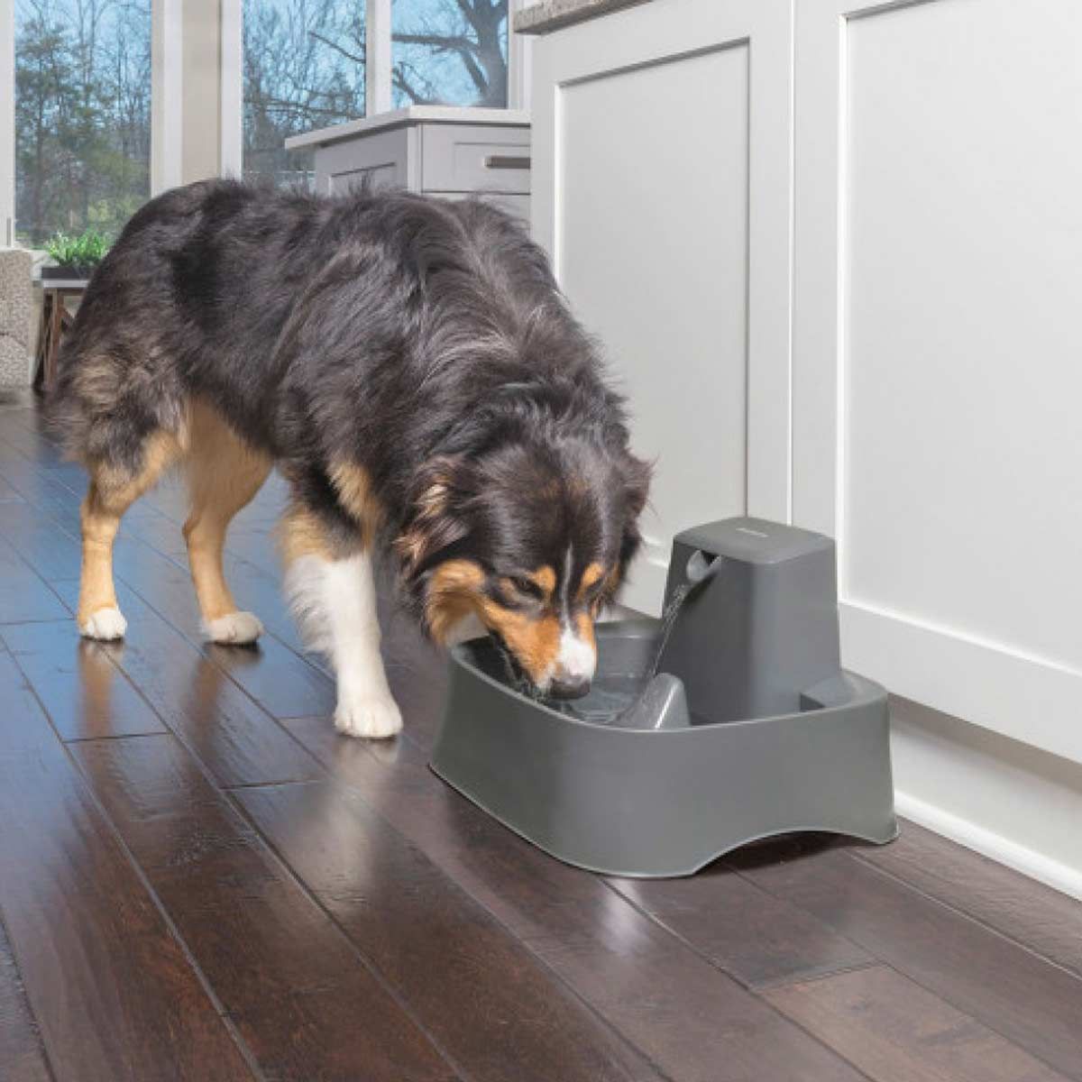 PetSafe Drinkwell Trinkbrunnen für Katzen & Hunde, 7,5 Liter, im Einsatz