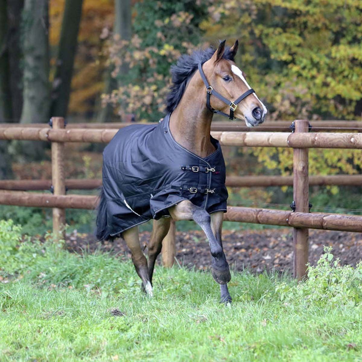 Covalliero RugBe IceProtect lótakaró 600D, 200g, használat közben, a legelőn