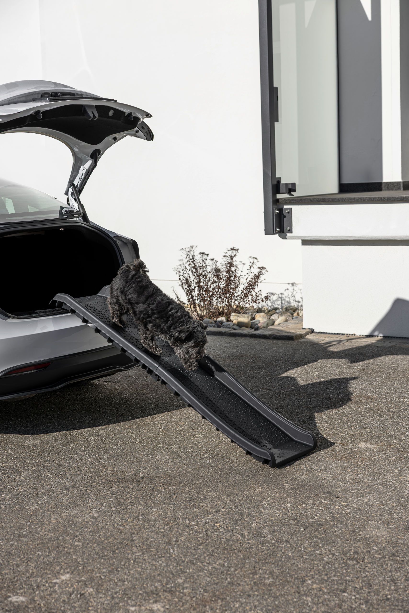 car, trunk, ramp, pet, dog