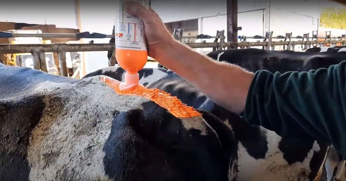 Kerbl Peinture de détection des chaleurs Daisy Paint avec brosse, en utilisation