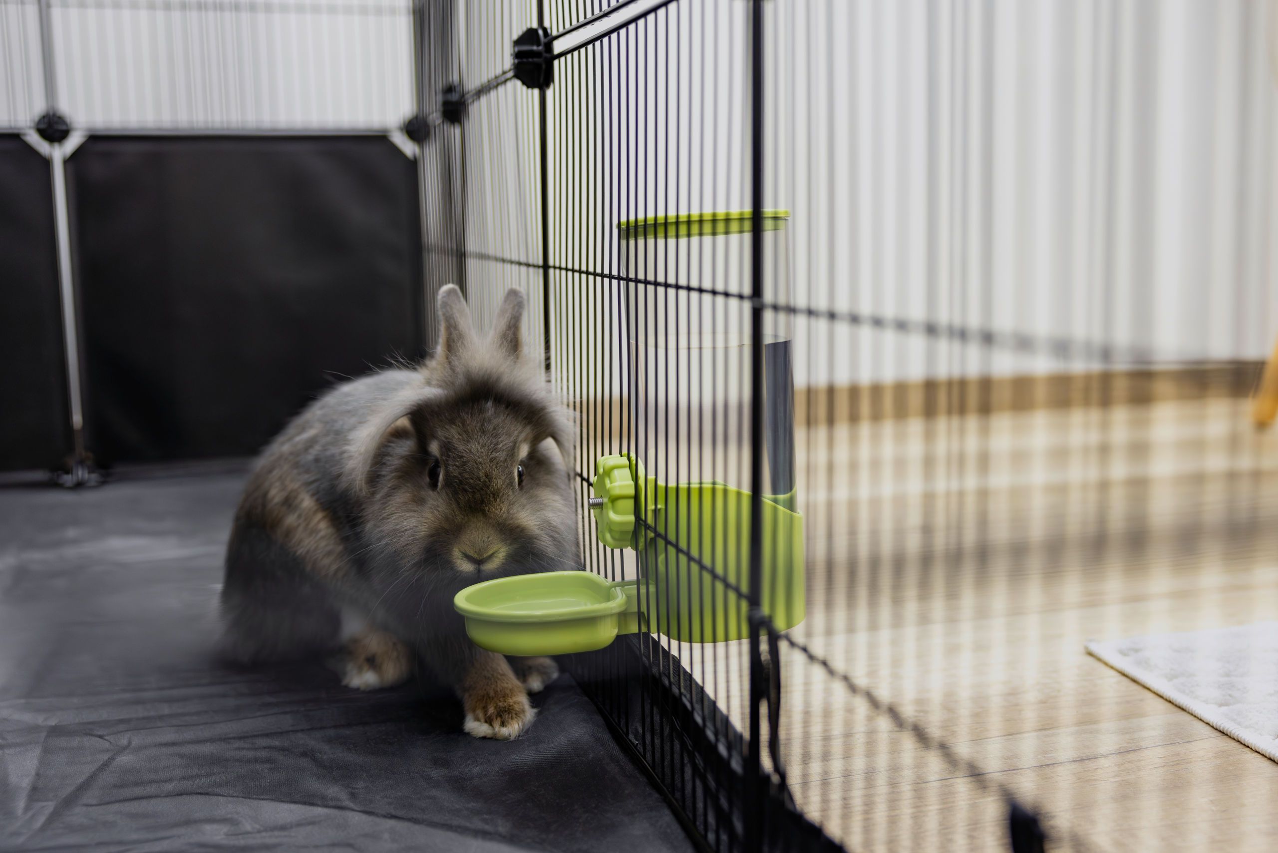 rabbit, pet, cage, feeding, green