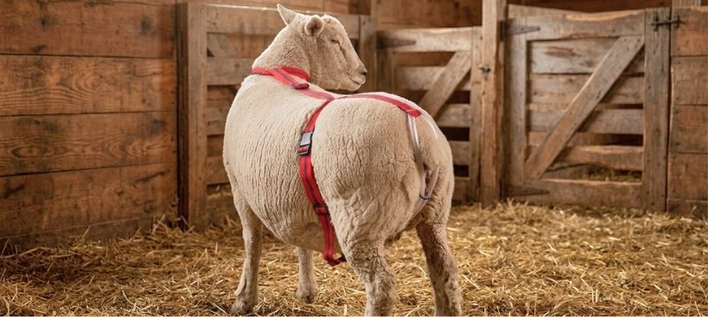 Lambing Aids