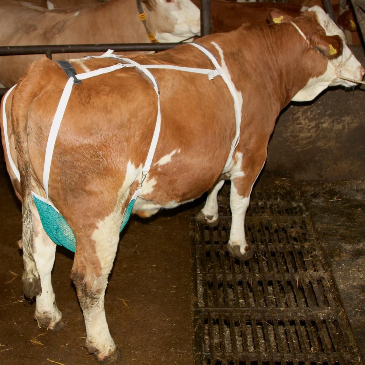 Kerbl Protection des trayons contre les blessures l