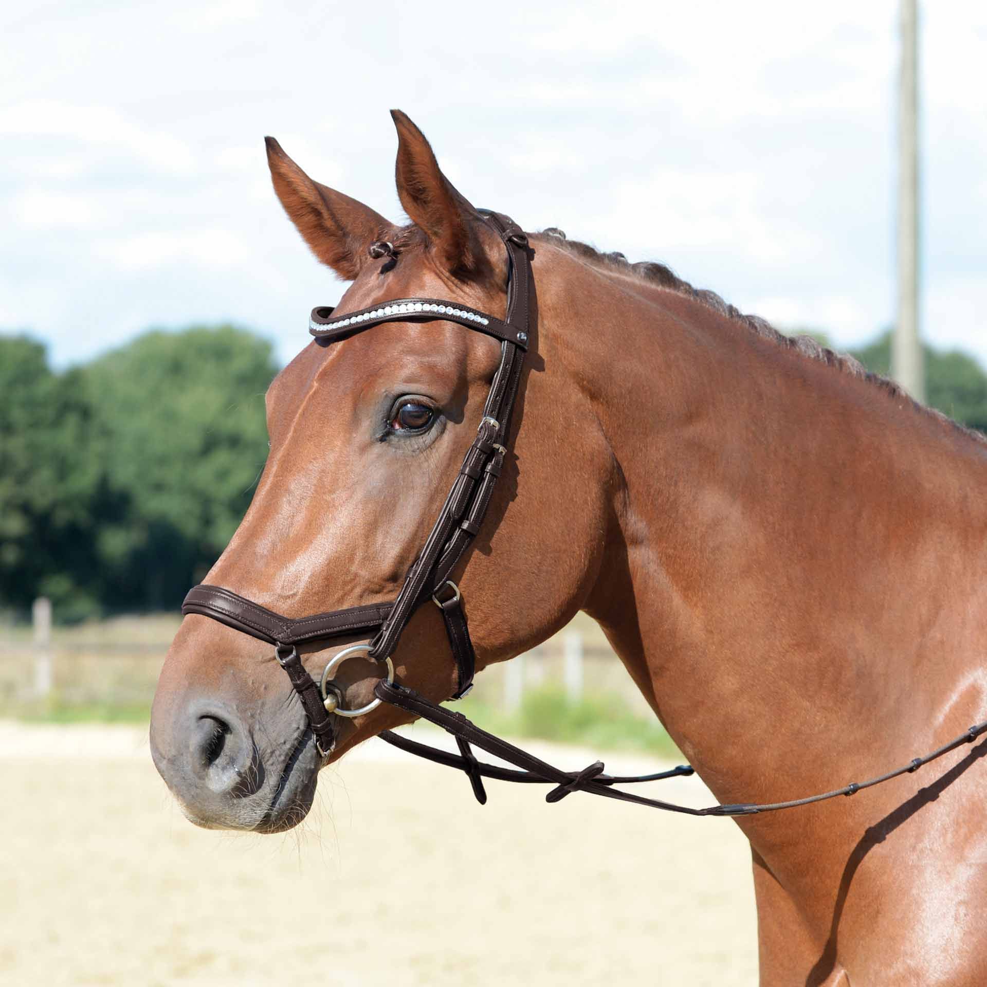 BUSSE Bridle EMOTION Anatomical Soft-Leather Bridle, in use
