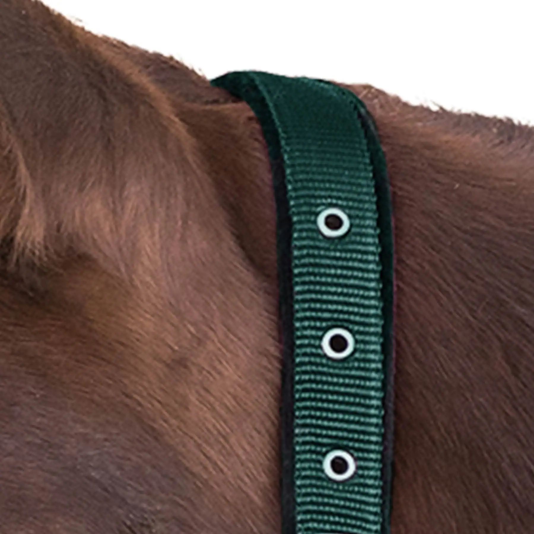 Licol Satin Waldhausen en Perlon, doublé doux et réglable, vert sapin, Shetty