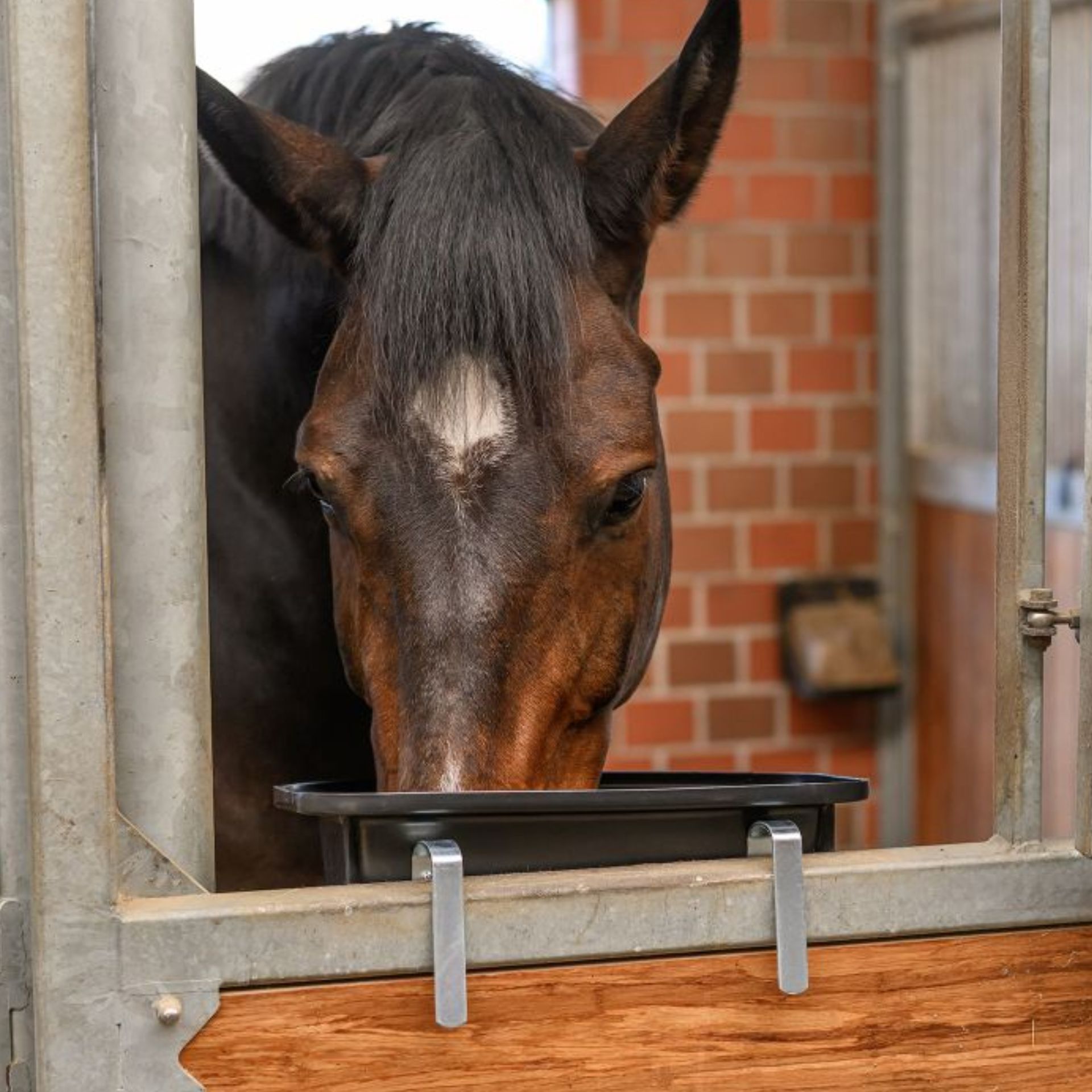 Pferd, Stall, Fütterung, Futtertrog, Kopfprofil