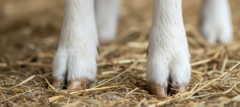 Soins des sabots des moutons