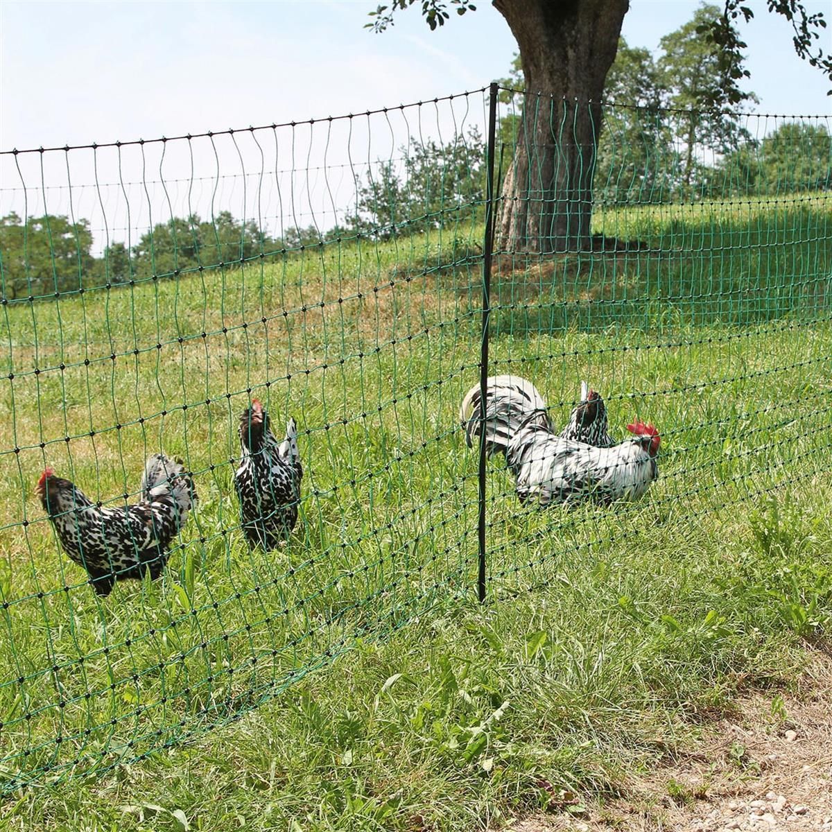 AKO Poultrynet Plasă Păsări Curte Electrificabilă Verde 112cm, în utilizare, pe pășune