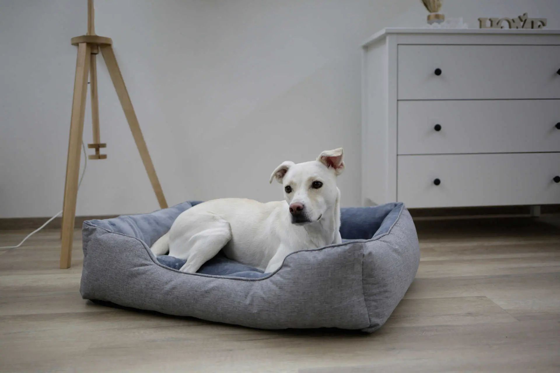 Kerbl Pet Kuschelbett Marie, nachhaltiges Hundebett aus Recycling-PET, im Einsatz, im Wohnraum