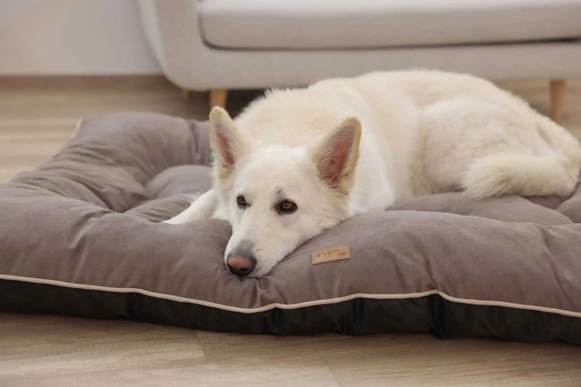Kerbl Pet Hundkudde Benno i Chenille, formstabil & extra varm, i användning, inomhus