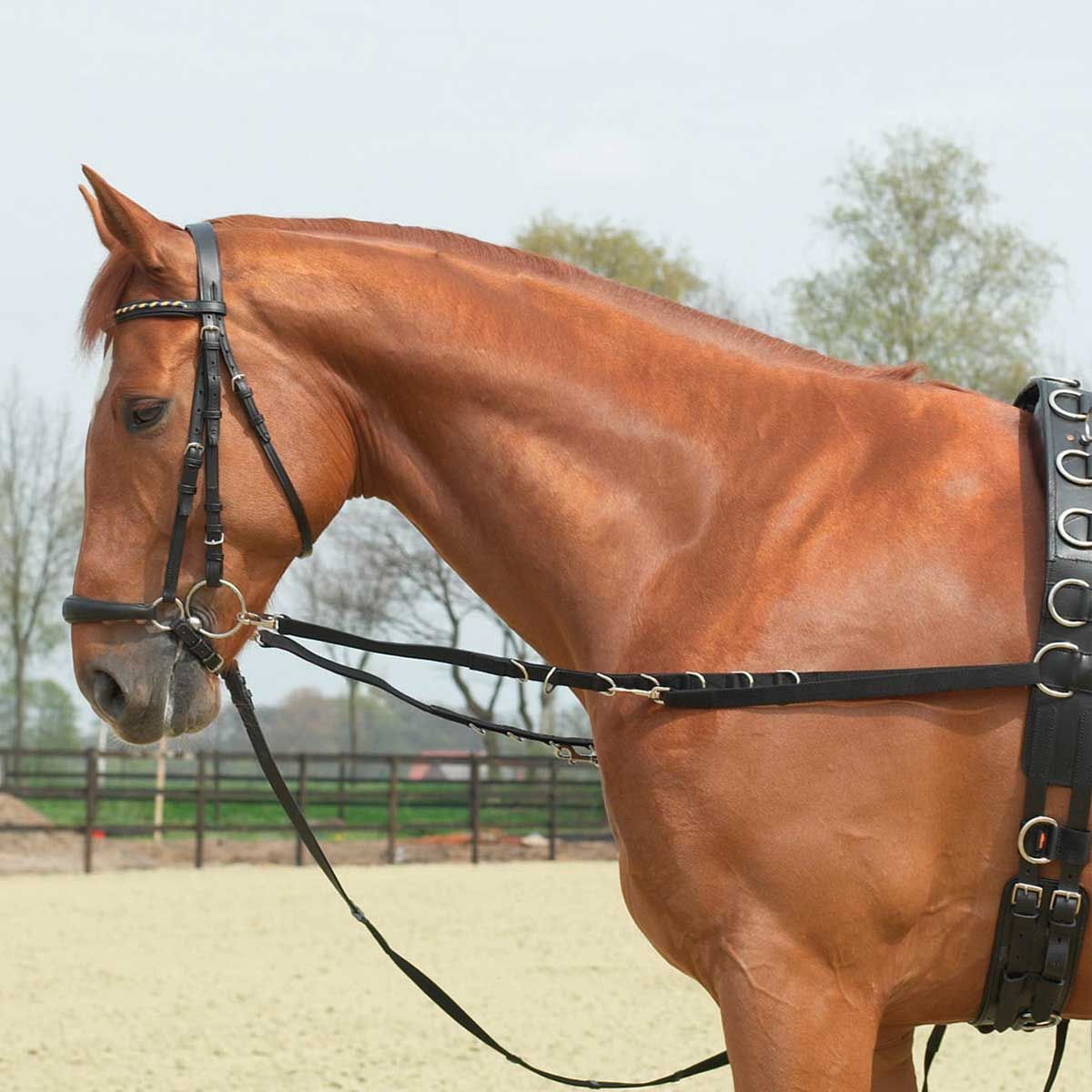 BUSSE Rênes d'arrimage rigides à oeillets