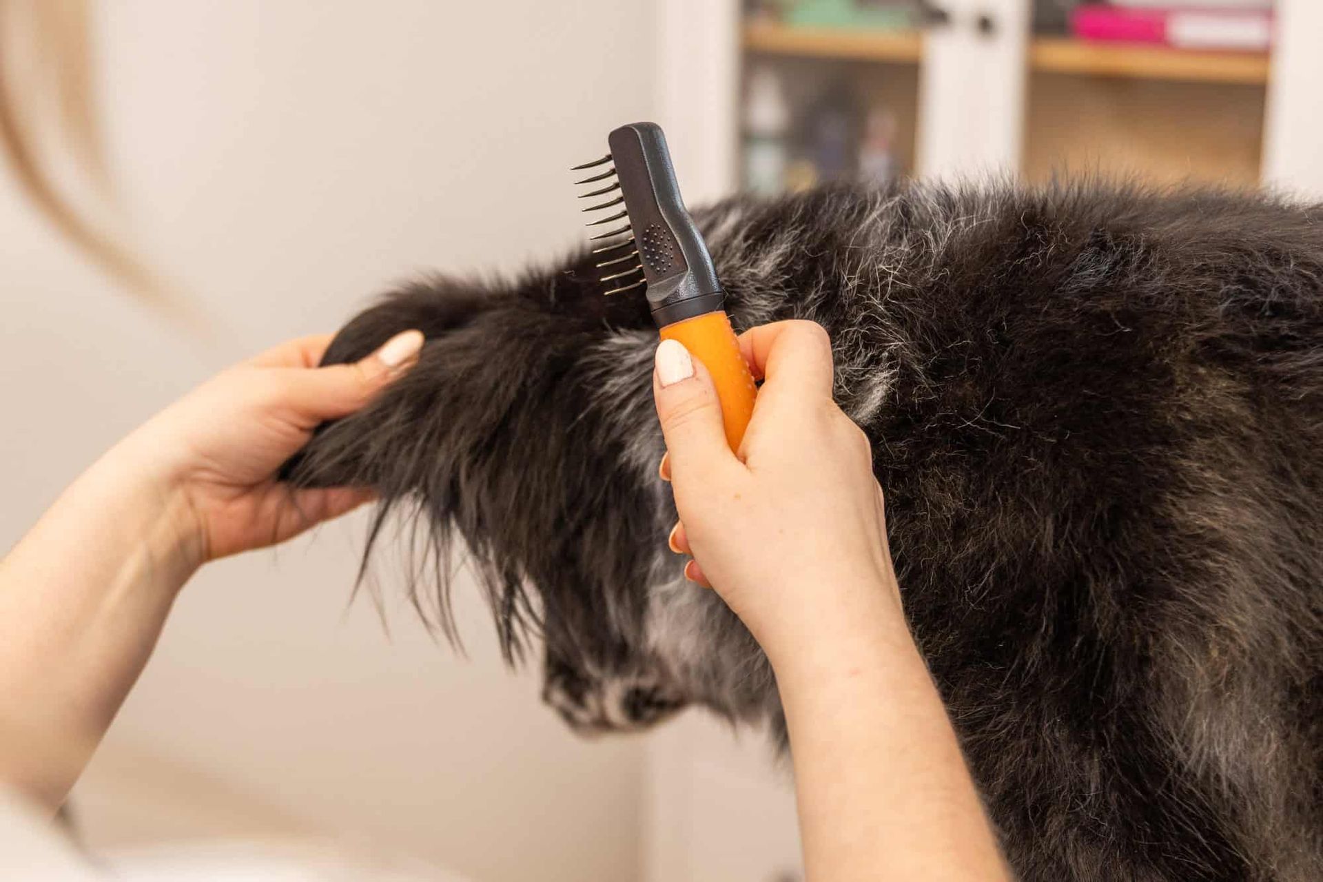 Wahl peigne démêloir chiens contre les nœuds, orange, en utilisation