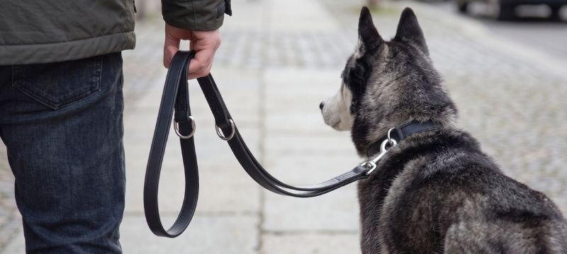 Guinzagli in pelle per cani
