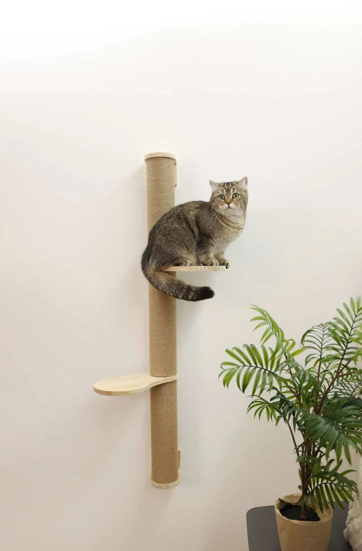 Kerbl Pet Arbre à chat Timber en jute pour montage mural, en utilisation