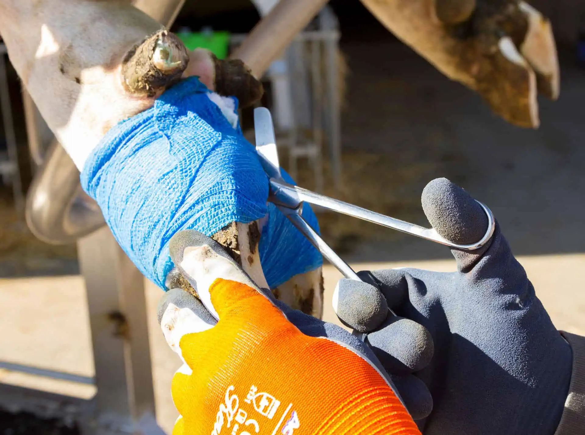 Main gantée orange et gris tenant un outil sur une patte animale bandée en bleu