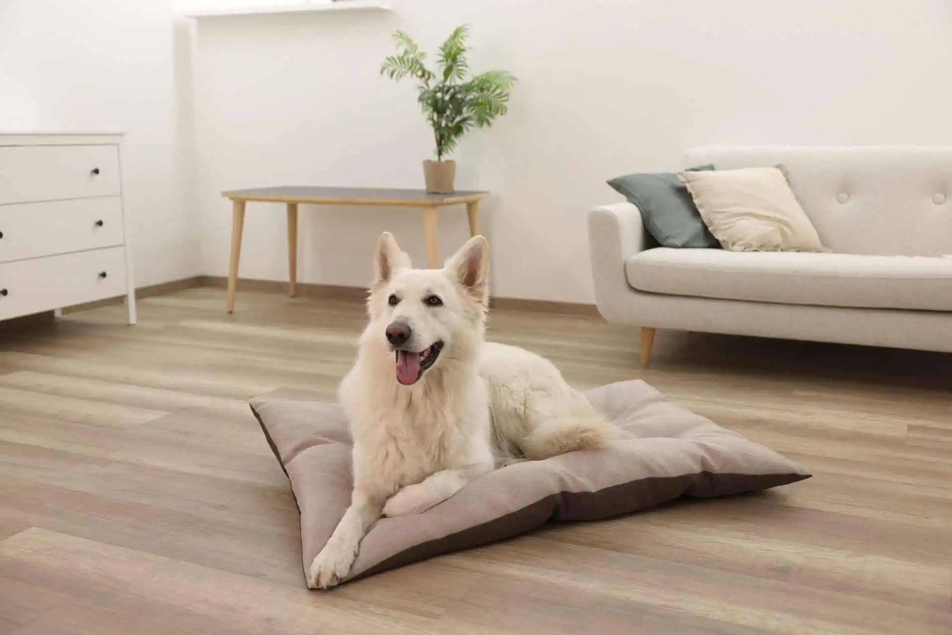 Kerbl Djurkudde Ely, vändbar, tvättbar, brun/beige, i användning, inomhus