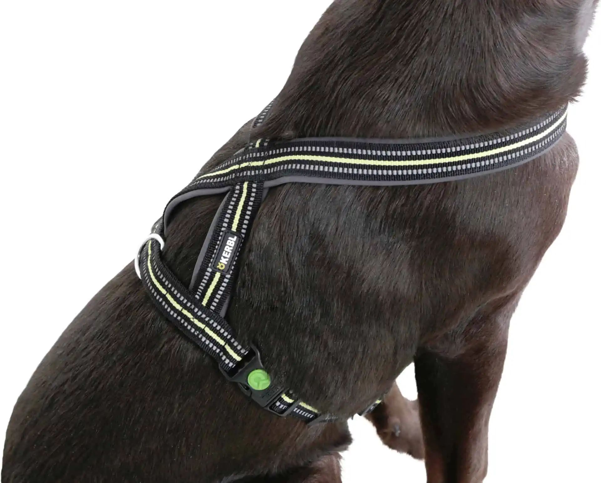Kerbl Xenos Reflekterande Vadderad Hundsele med Justerbar Passform, i användning