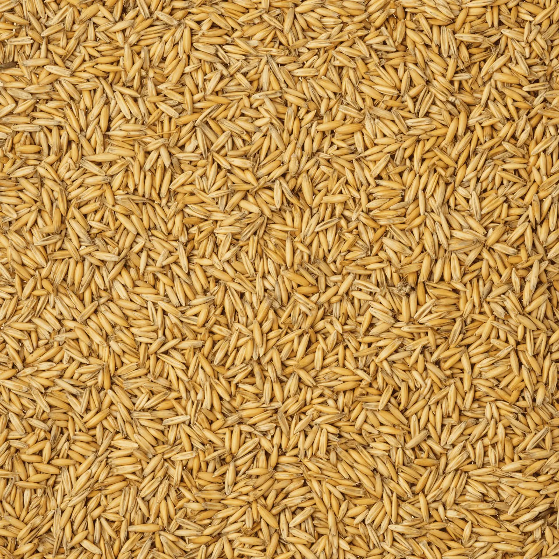 Leimüller Avoine nettoyée, détail