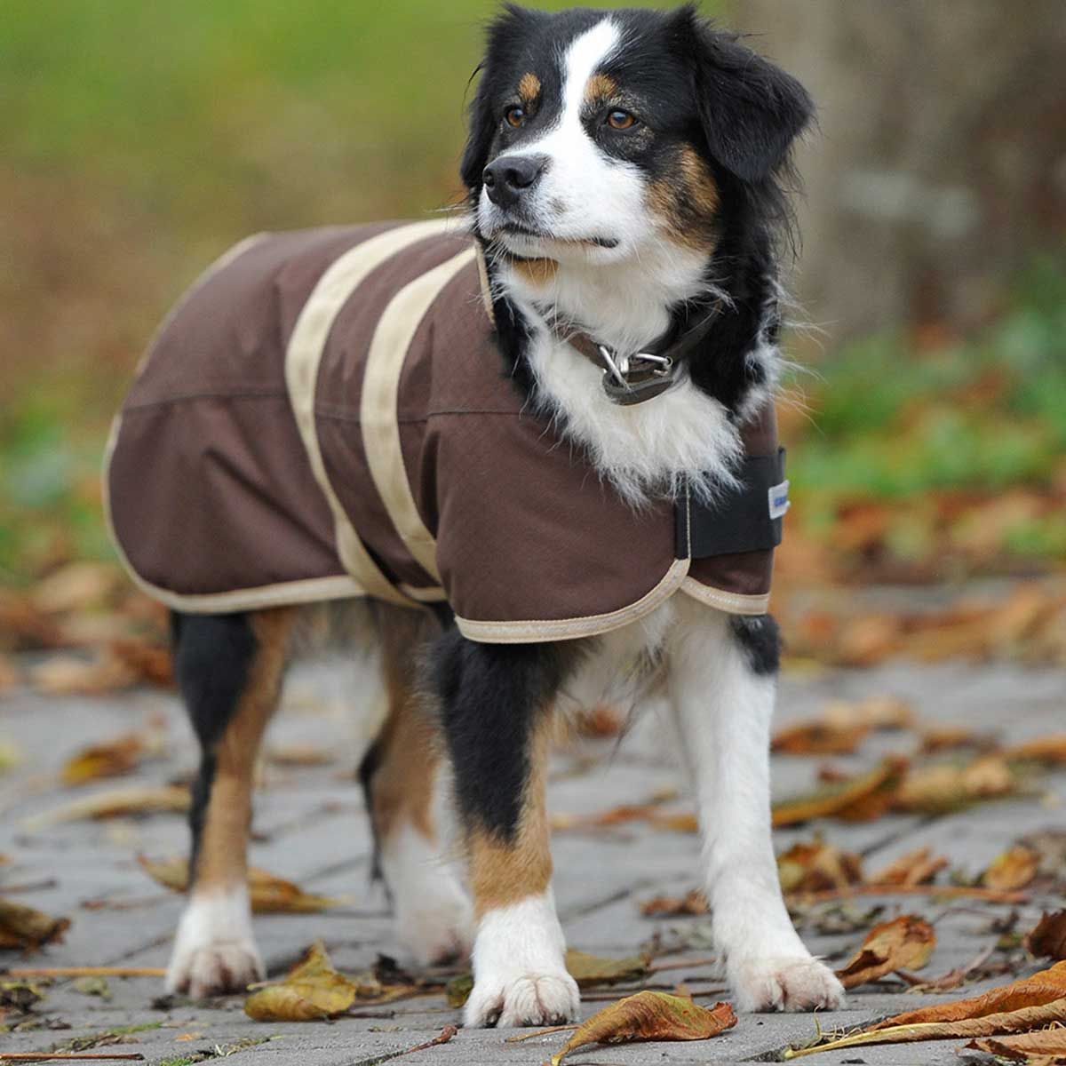 Manteau de pluie pour chien BUSSE MOVE, imperméable et coupe-vent, en utilisation