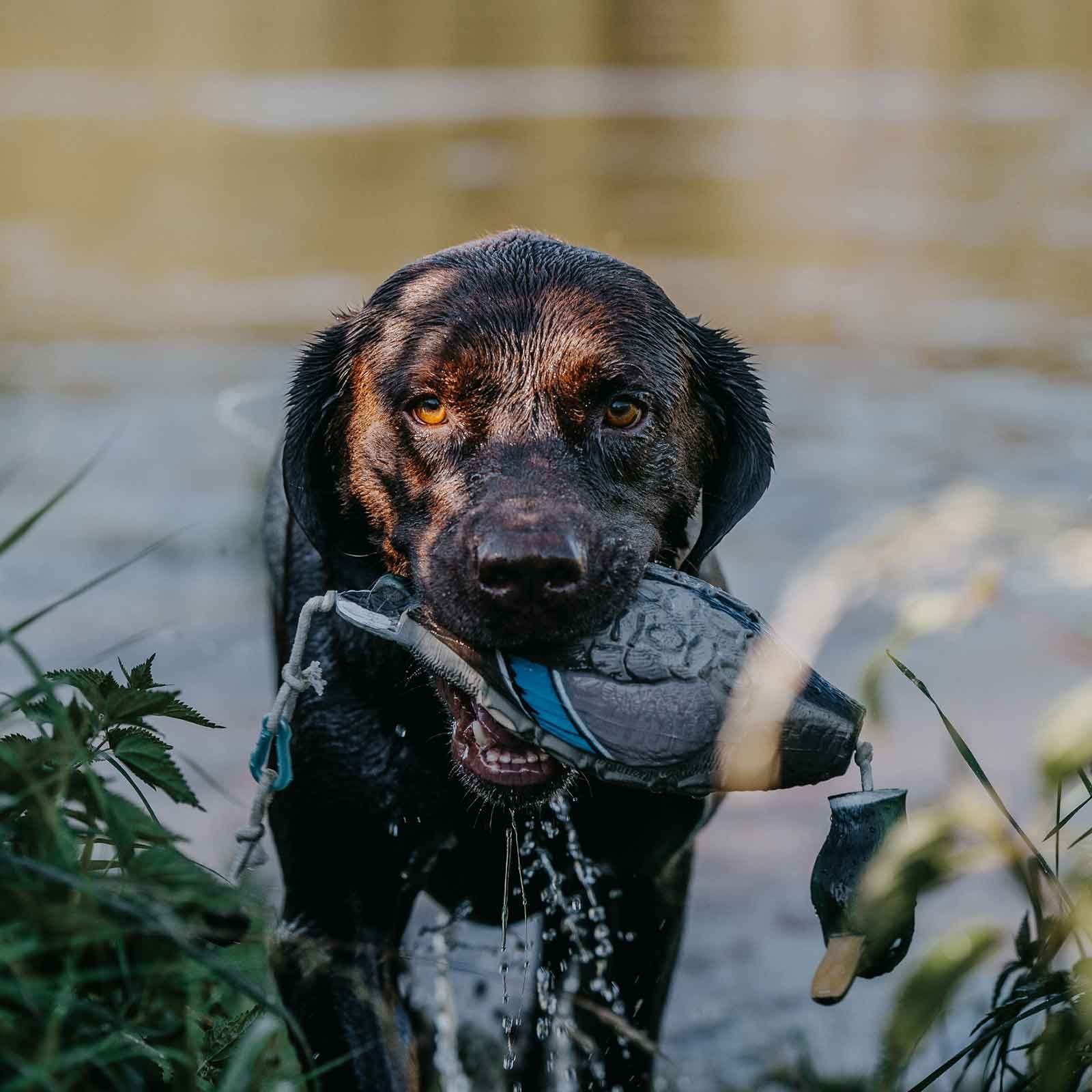 Hp&G Apportier Dummy Stockente, in use