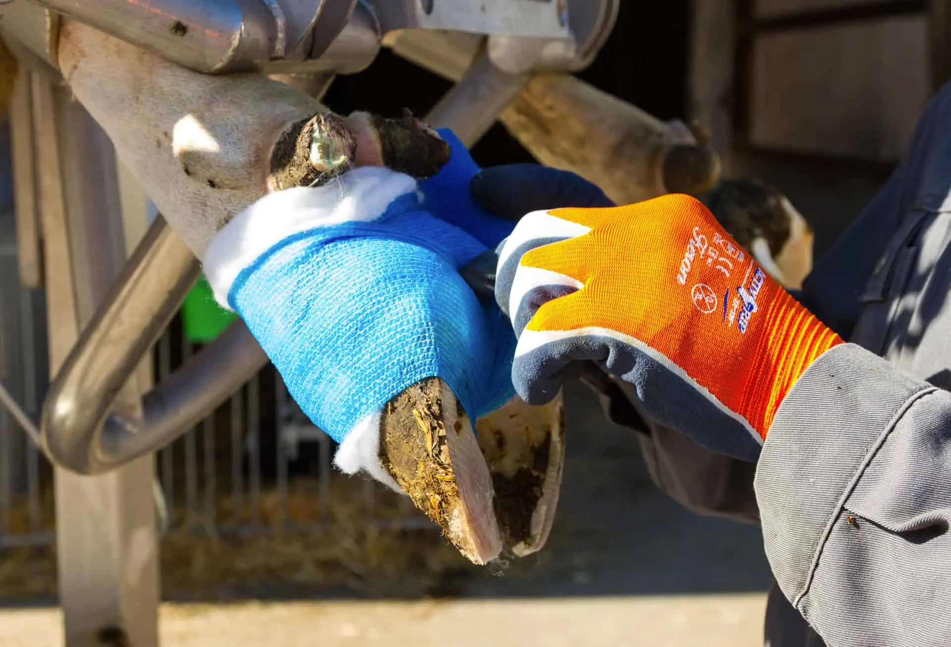 Personne portant des gants orange enroulant un bandage bleu autour du sabot d'un cheval sur un support de maréchal-ferrant