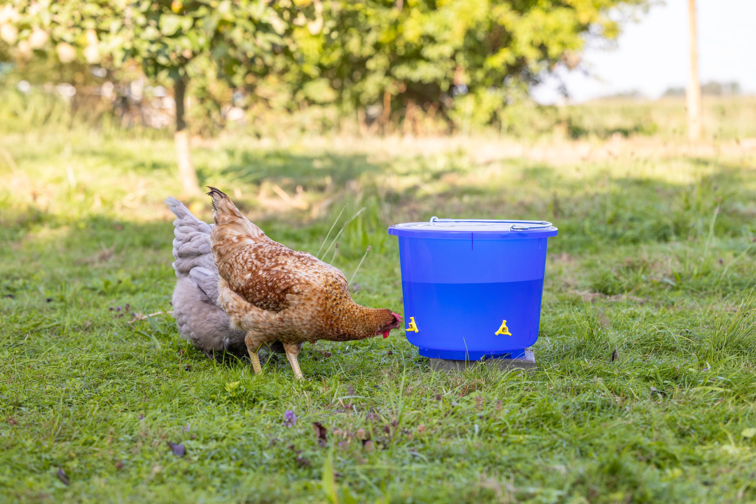 chicken, hen, poultry, waterer, outdoor